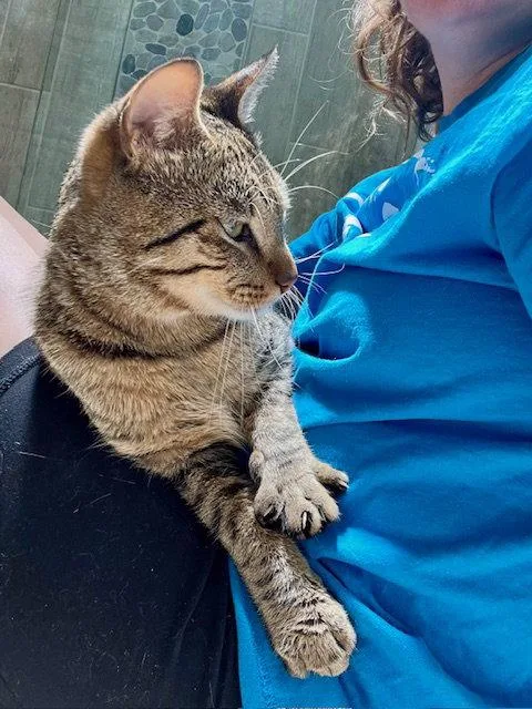 An adult small-sized male Domestic Short Hair cat named Bert for adoption in Philadelphia, PA
