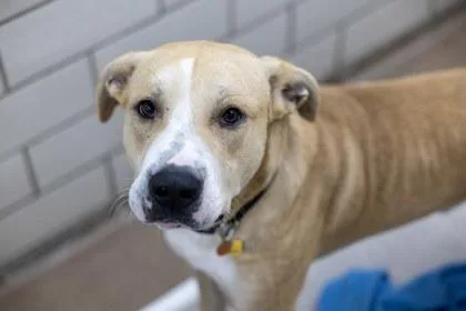 An adult large-sized male Labrador Retriever dog named Luka for adoption in Golden Valley, MN