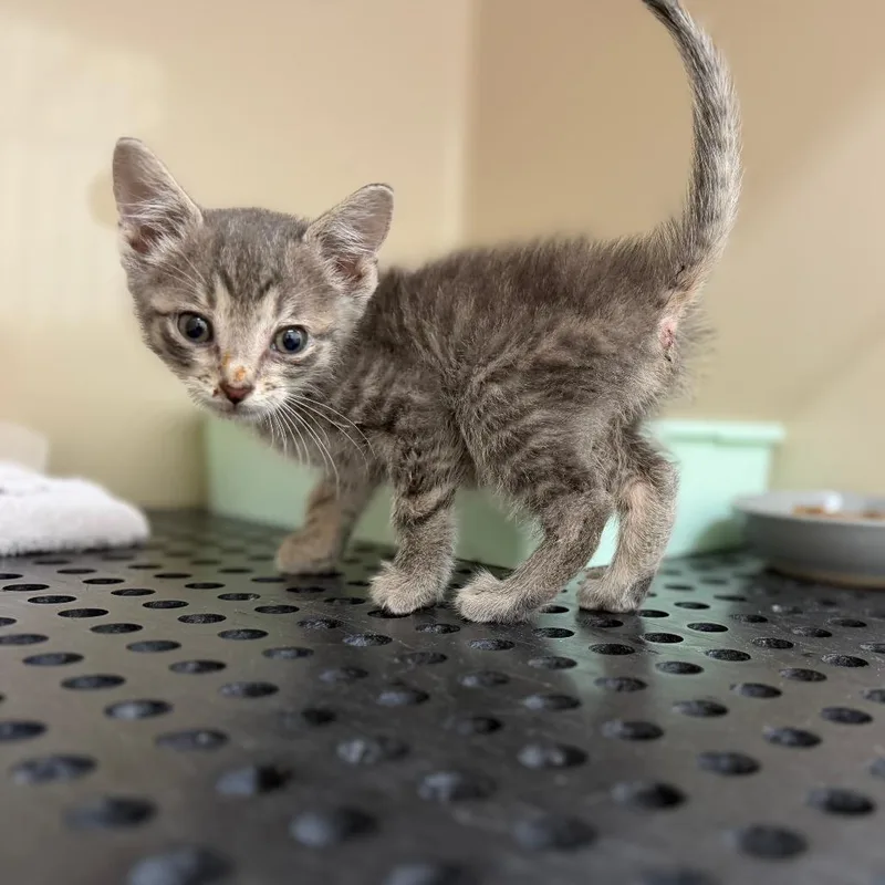 A baby small-sized male Gray / Blue / Silver Domestic Short Hair cat named Pez for adoption in Auburn, AL