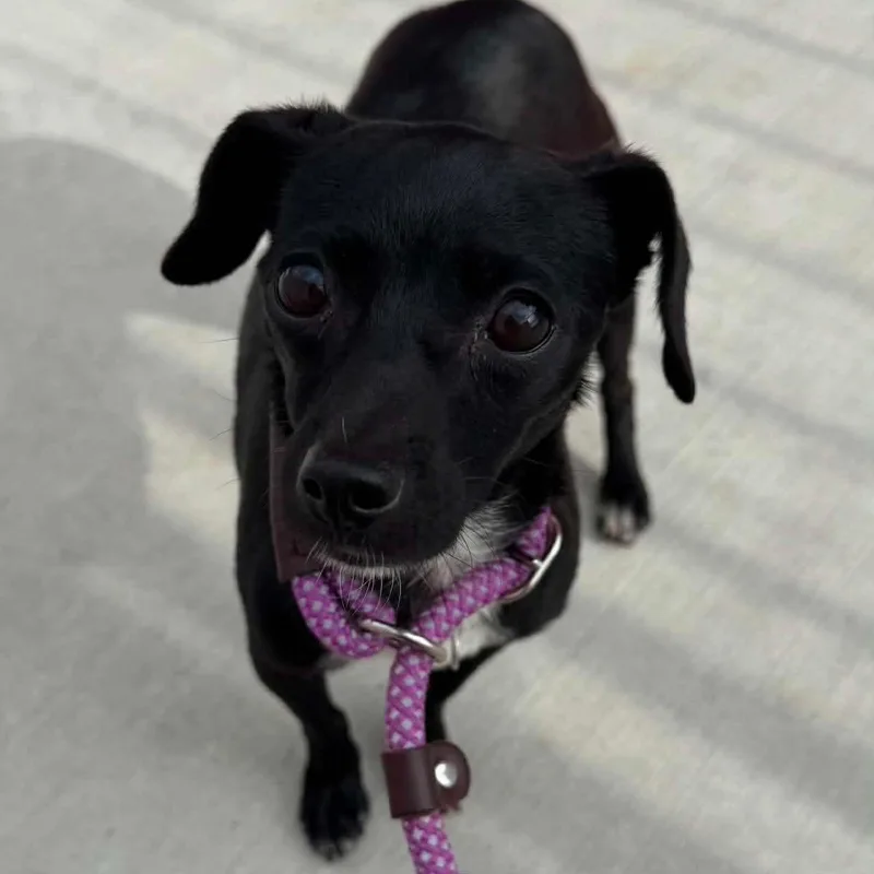 Penelope