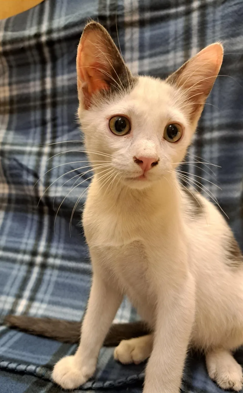 A baby medium-sized male Gray & White Domestic Short Hair cat named Norway for adoption in Albuquerque, NM