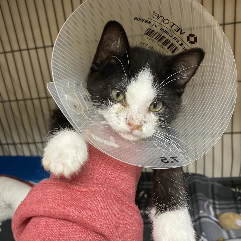 A baby medium-sized male Domestic Long Hair cat named Tote for adoption in Norfolk, NE