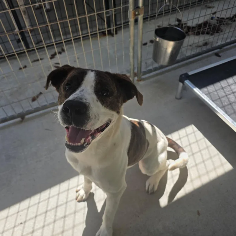 An adult large-sized male Hound dog named Valentino for adoption in Marble, NC