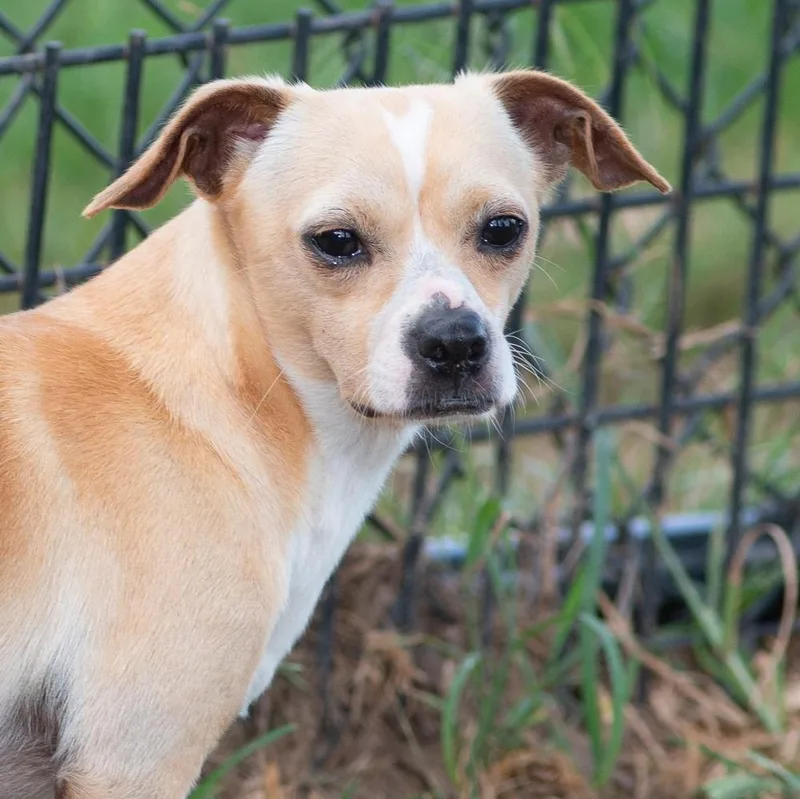 An adult small-sized male Apricot / Beige Chihuahua dog named Jax for adoption in Farmingville, NY