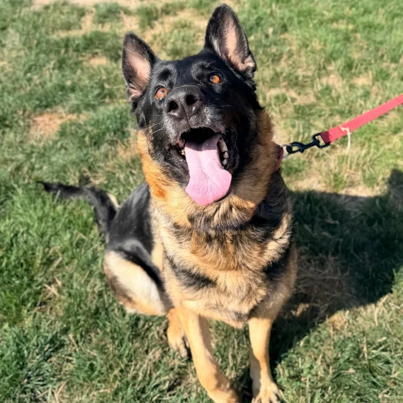 An adult large-sized female Black German Shepherd Dog dog named Morgan for adoption in Champaign, IL