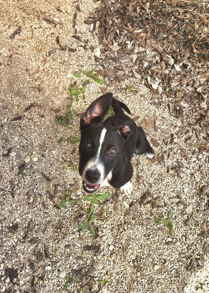 A baby medium-sized female Australian Cattle Dog / Blue Heeler dog named Blossom for adoption in Junction, TX
