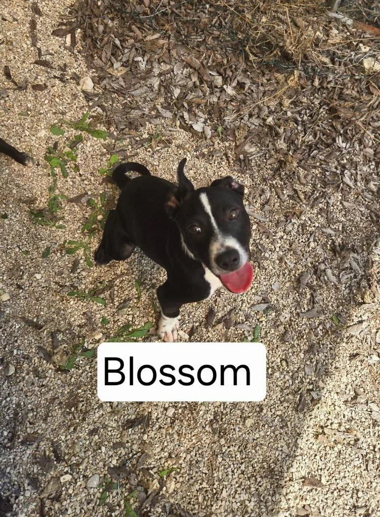 Blossom thumbnail 4