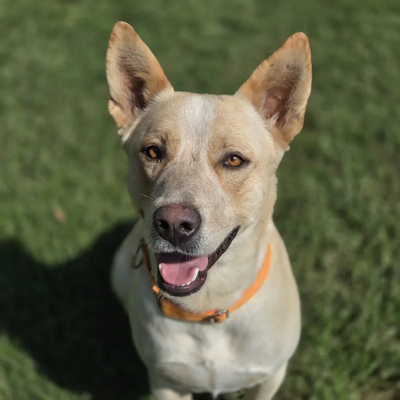 An adult medium-sized female Apricot / Beige American Staffordshire Terrier dog named Lynn for adoption in Mansfield, TX