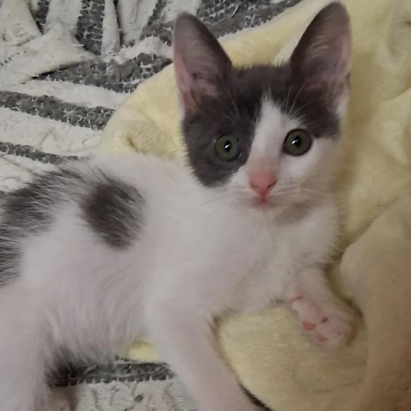 A baby medium-sized female White Domestic Short Hair cat named Francis for adoption in Wayne, NJ