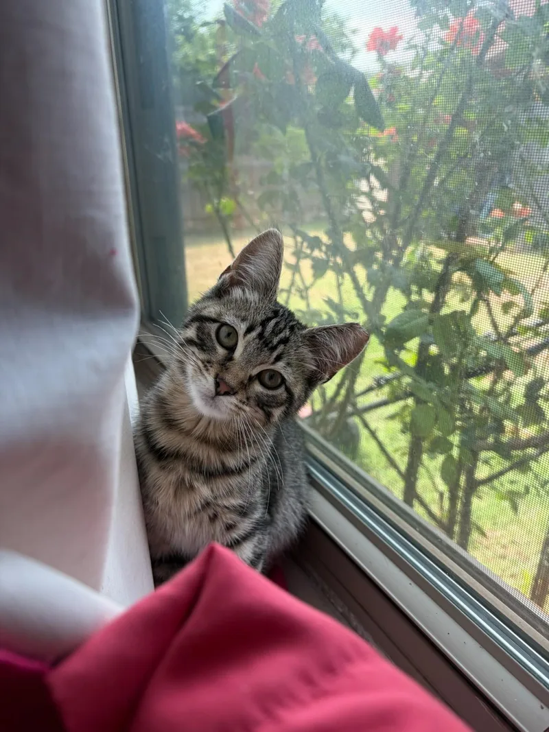 A young medium-sized male Tabby (Brown / Chocolate) Domestic Short Hair cat named Ed for adoption in Lubbock, TX