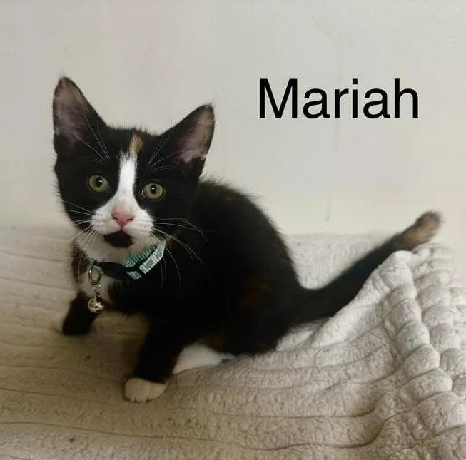 A baby medium-sized female Black & White / Tuxedo Domestic Short Hair cat named Mariah for adoption in Breinigsville, PA