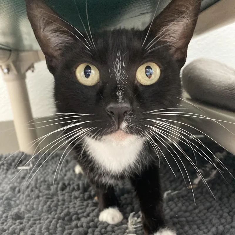 Sprinkle thumbnail 2