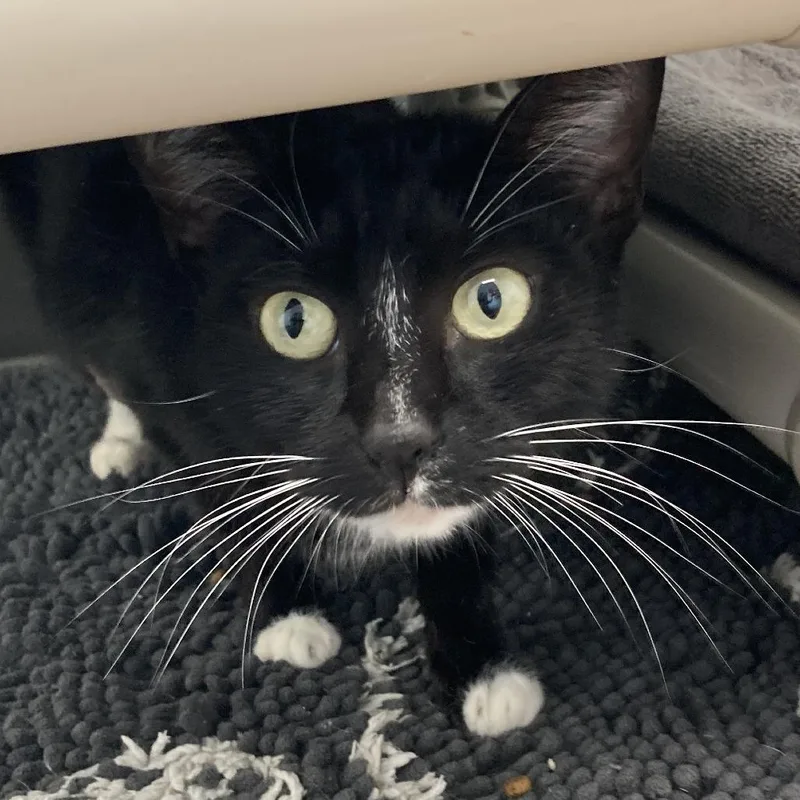 Sprinkle thumbnail 3