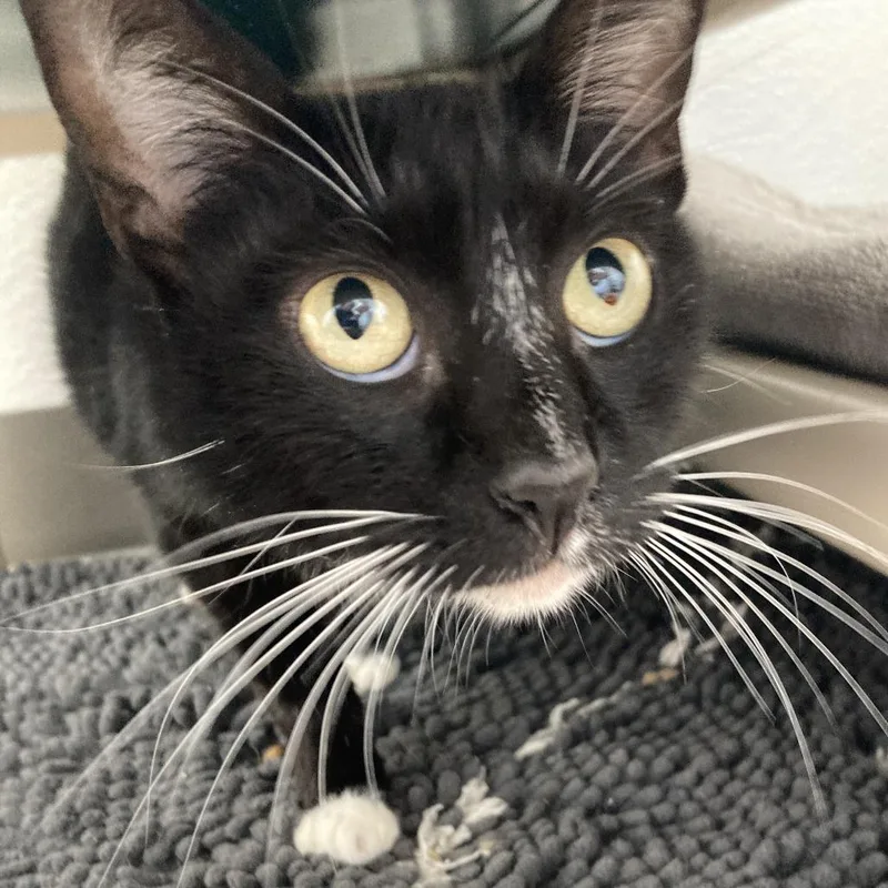 Sprinkle thumbnail 4