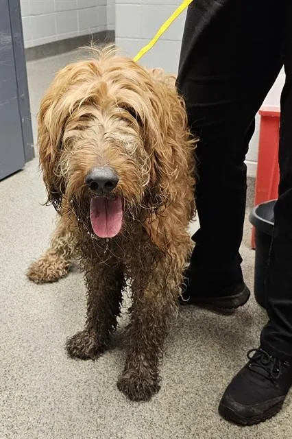 An adult medium-sized male Golden Retriever dog named Darby for adoption in Huntsville, AL