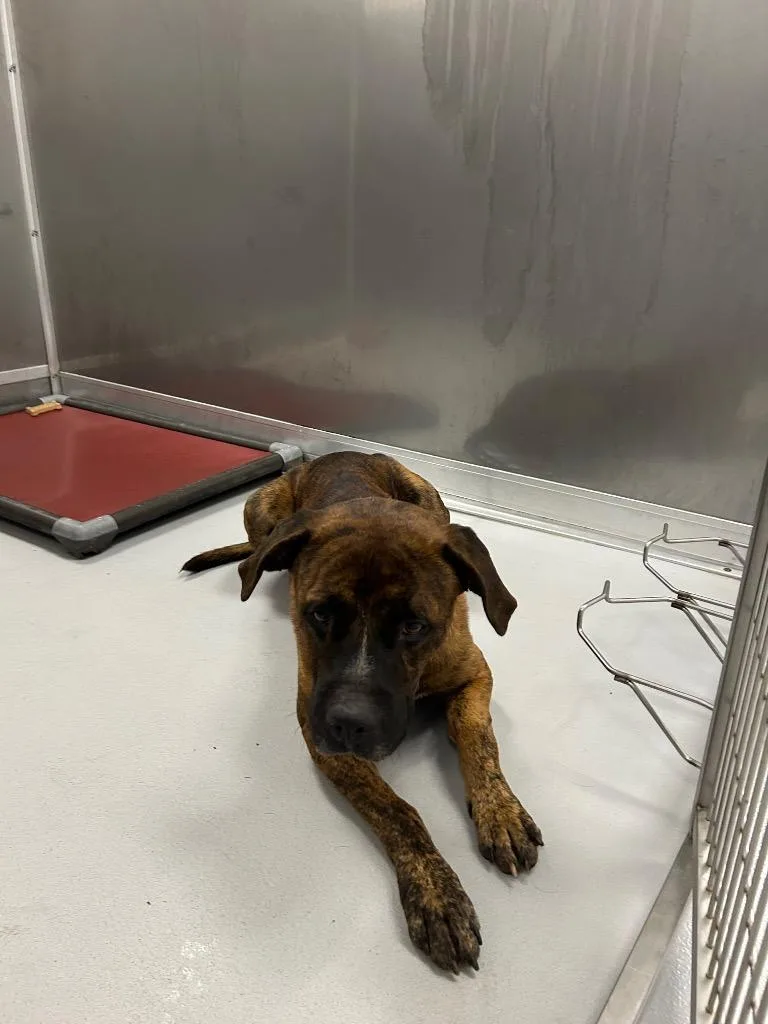 An adult large-sized male Mixed Breed dog named Bennie for adoption in Oxford, NC