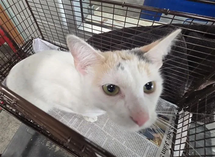 A young medium-sized female Domestic Short Hair cat named Princess for adoption in San Pedro, CA