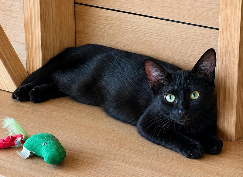 A baby medium-sized male Black Domestic Short Hair cat named Black Tea for adoption in Homestead, FL
