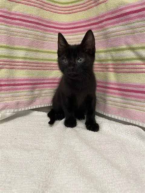 A baby small-sized female Domestic Short Hair cat named Liquorish for adoption in San Jose, CA