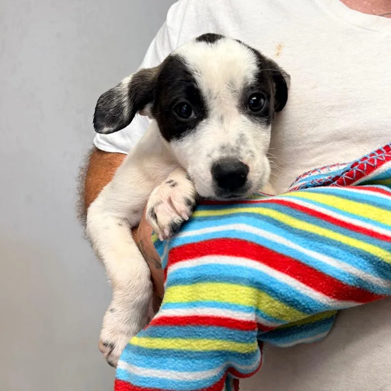 A baby small-sized female White / Cream Mixed Breed dog named Disney for adoption in Saint Louis, MO