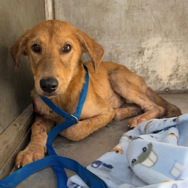 A young small-sized female Brown / Chocolate Yellow Labrador Retriever dog named Susie for adoption in Edinburg, TX