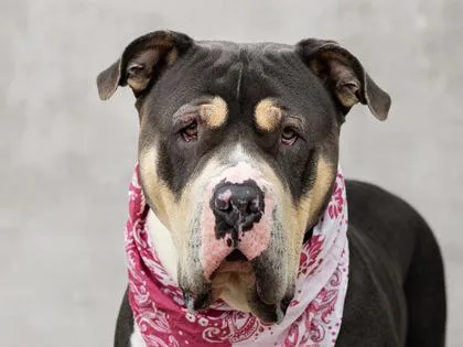 An adult extra large-sized female Mixed Breed dog named Trinity for adoption in Longmont, CO