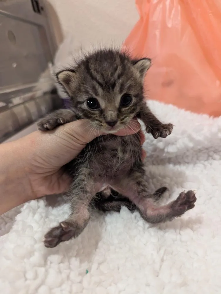 A baby small-sized male Brown / Chocolate Tabby cat named Justin Biefur for adoption in Fremont, CA