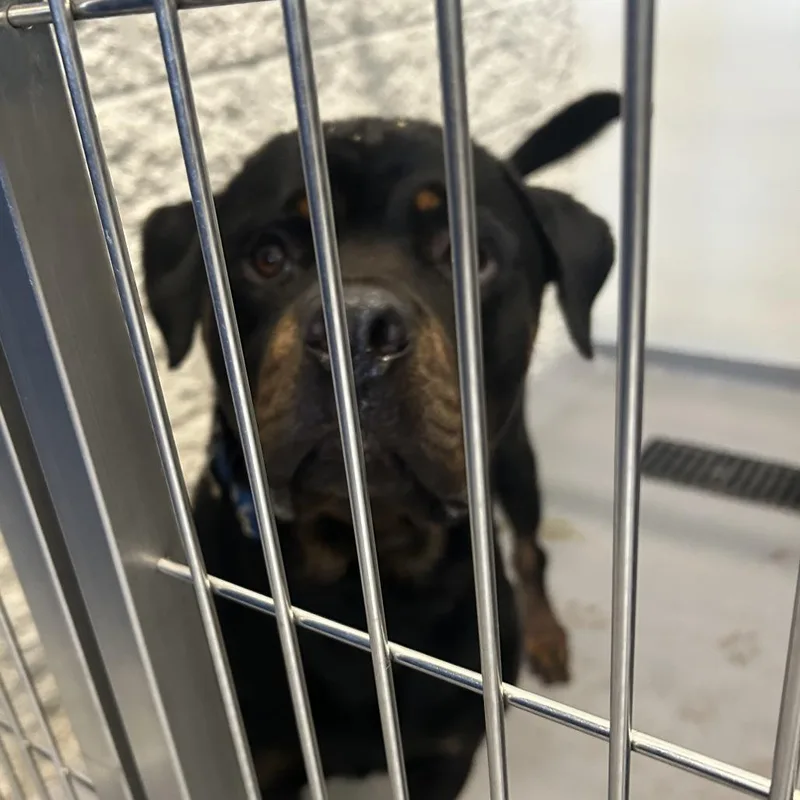 An adult large-sized male Black Mixed Breed dog named Grillo for adoption in Auburn, AL