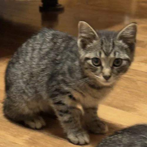 A baby small-sized male Tabby (Gray / Blue / Silver) Domestic Short Hair cat named Grant for adoption in Kenosha, WI