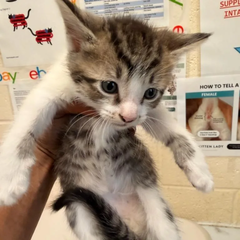 A baby small-sized male Brown / Chocolate Domestic Short Hair cat named Snoopy for adoption in Memphis, TN