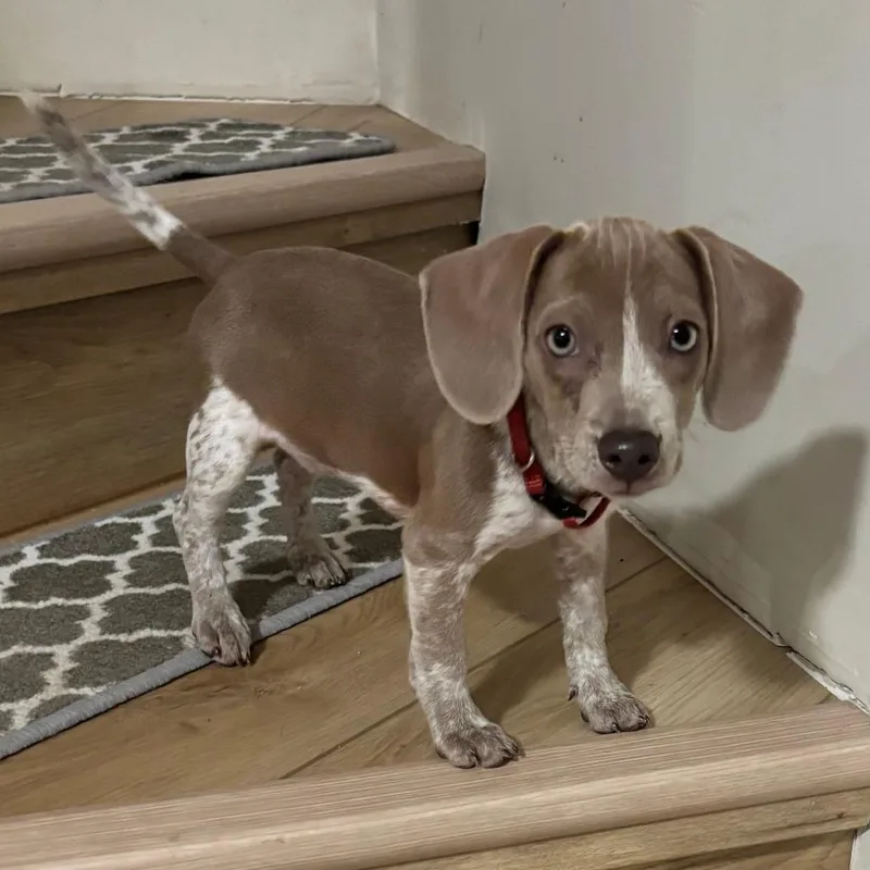 A baby medium-sized female Brown / Chocolate Beagle dog named Lilly for adoption in South Elgin, IL