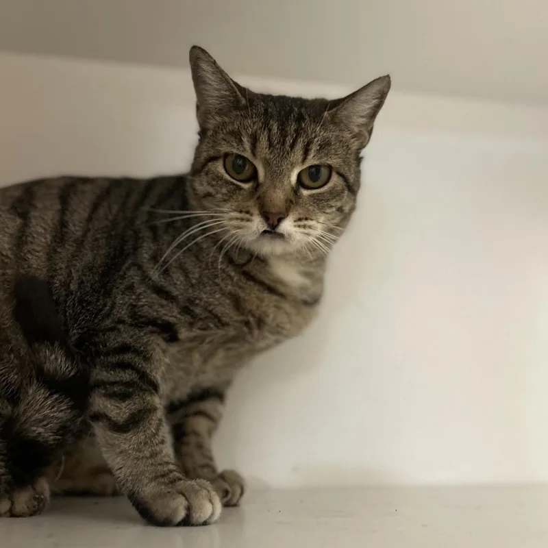 An adult medium-sized female Brown / Chocolate Domestic Short Hair cat named Ruby for adoption in Troy, IL