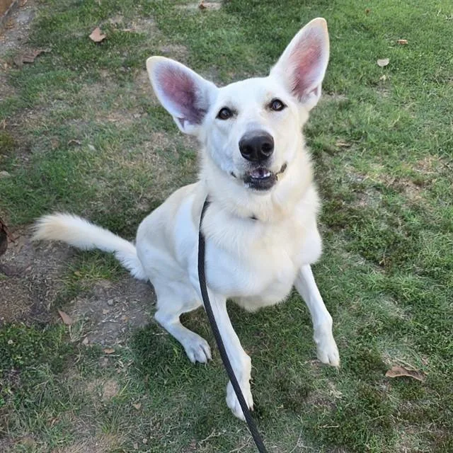 An adult small-sized female Siberian Husky dog named Belle Star for adoption in Long Beach, CA