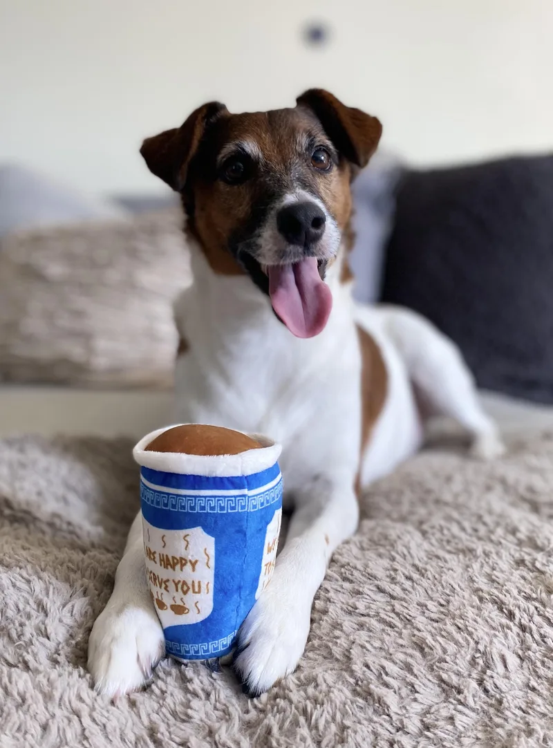 A senior small-sized male Jack Russell Terrier dog named Clark for adoption in Camarillo, CA
