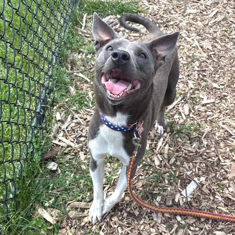 An adult medium-sized male Gray / Blue / Silver Mixed Breed dog named Duncan for adoption in Wheeling, IL