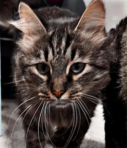 A baby small-sized female Domestic Medium Hair cat named Morrigan for adoption in Newport, KY