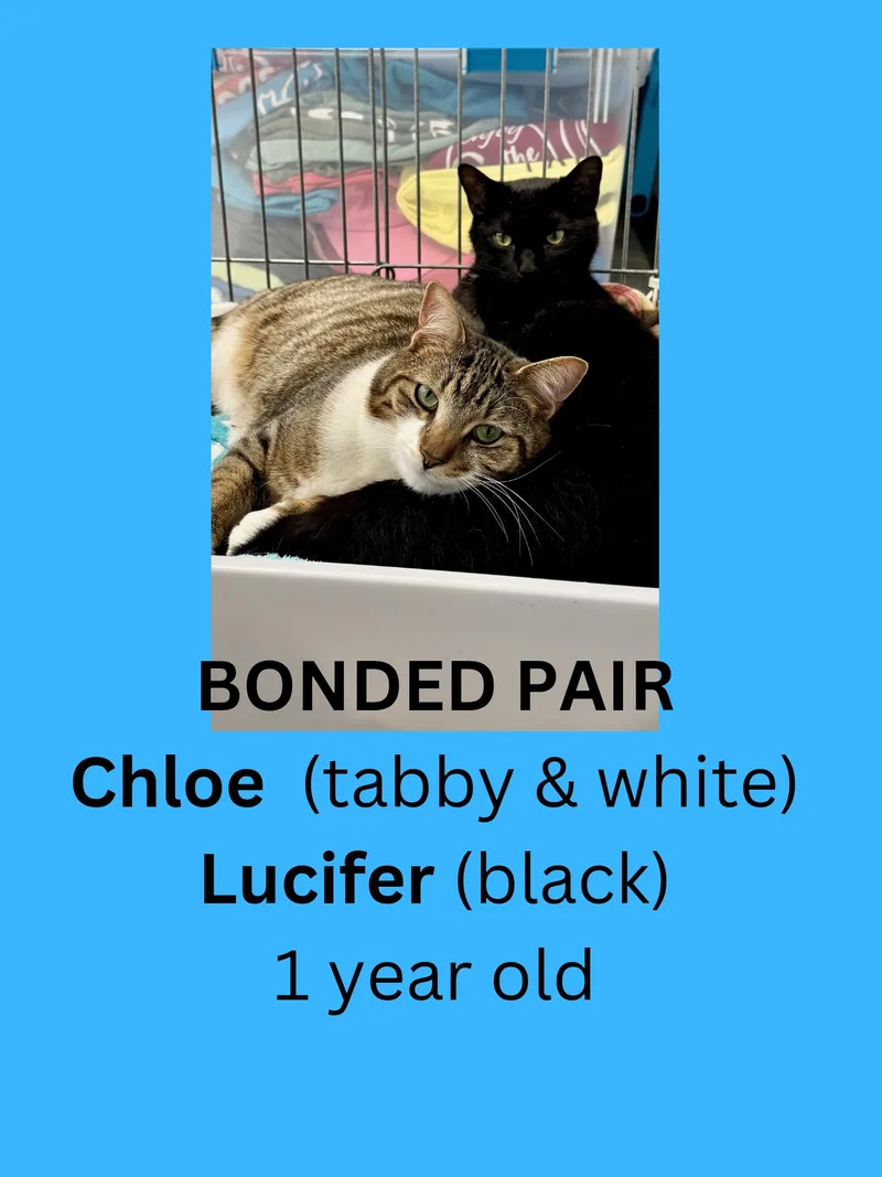 Chloe And Lucifer