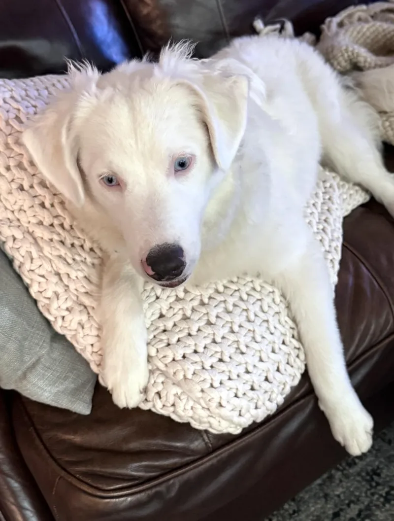 A young medium-sized male Australian Shepherd dog named Milksteak for adoption in Arlington, TX