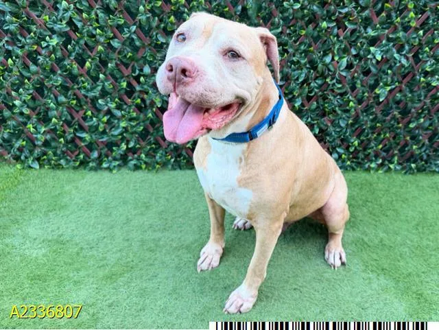 An adult large-sized male Mixed Breed dog named Sam for adoption in West Palm Beach, FL