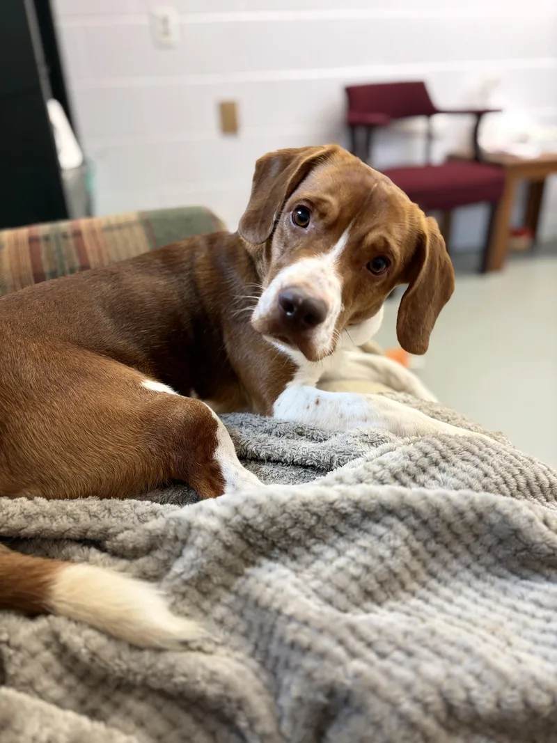 A young medium-sized male Brown / Chocolate Beagle dog named Georgie for adoption in Fincastle, VA