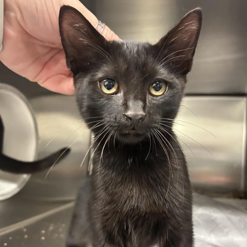 Sebastian