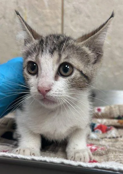 A baby small-sized male Domestic Short Hair cat named Maserati for adoption in Honolulu, HI