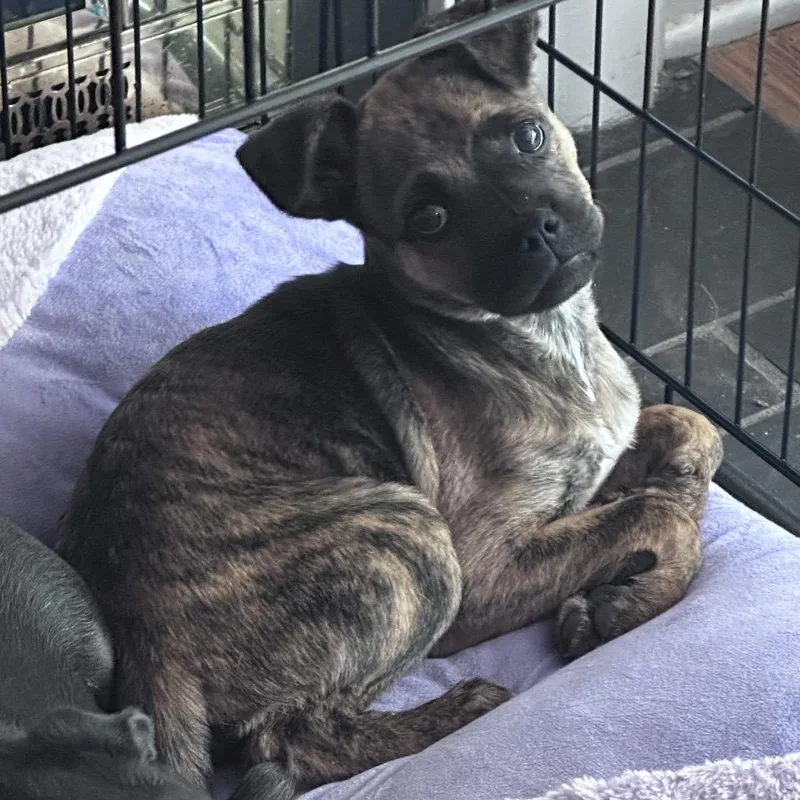 A baby medium-sized female Brindle Pug dog named Piglet for adoption in La Grange, KY