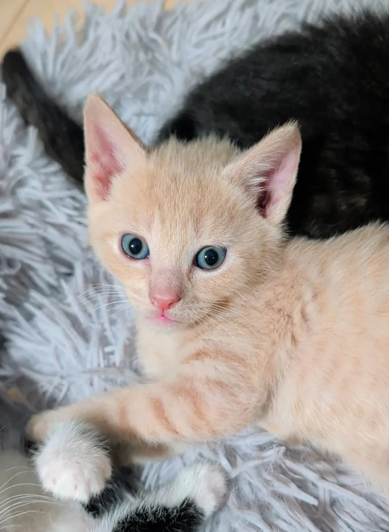 A baby medium-sized male Buff / Tan / Fawn Domestic Short Hair cat named Salvadore for adoption in Palm Harbor, FL