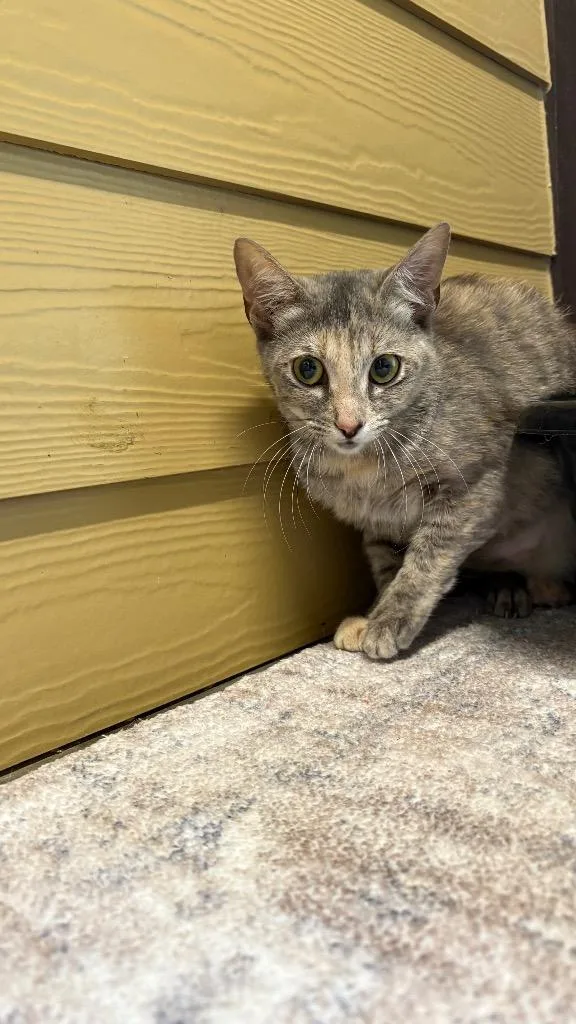 A young medium-sized female Domestic Short Hair cat named Lindsey for adoption in Clarksville, TN