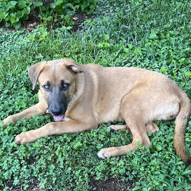 A baby small-sized female Yellow / Tan / Blond / Fawn Shepherd dog named Nutmeg for adoption in Wake Forest, NC