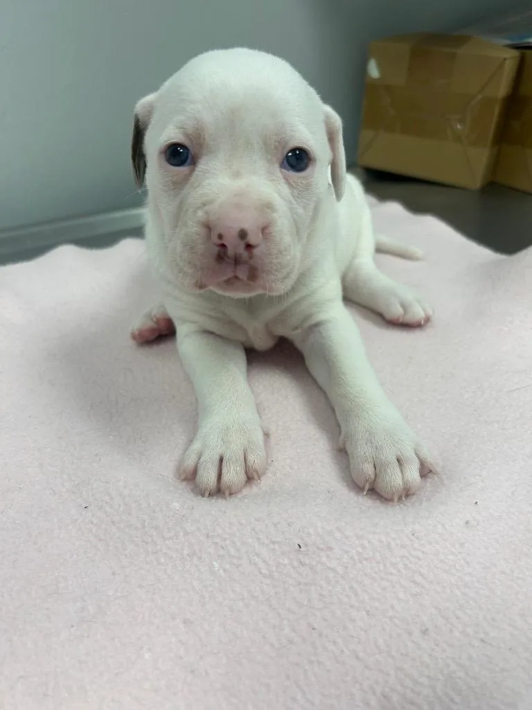 A baby small-sized female Mixed Breed dog named Green for adoption in Angola, IN