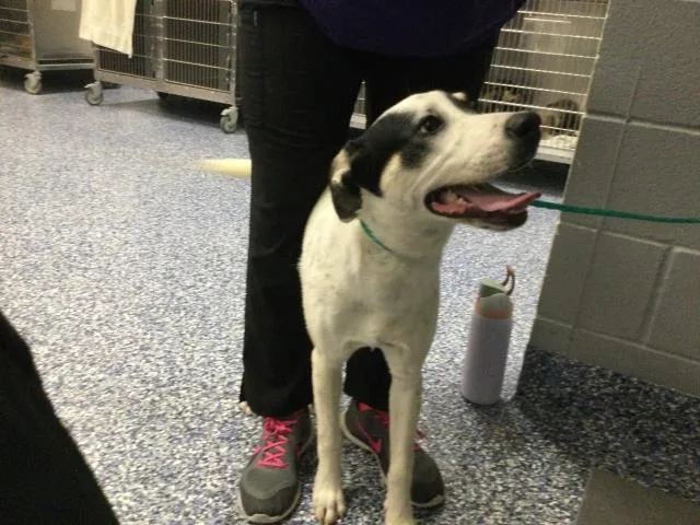 An adult medium-sized female Australian Cattle Dog / Blue Heeler dog named Gina for adoption in Thousand Palms, CA