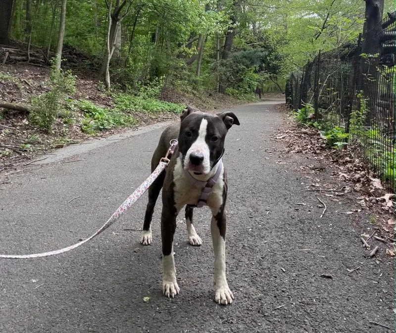 An adult large-sized female Pit Bull Terrier dog named Cora Nj for adoption in Rockaway, NJ