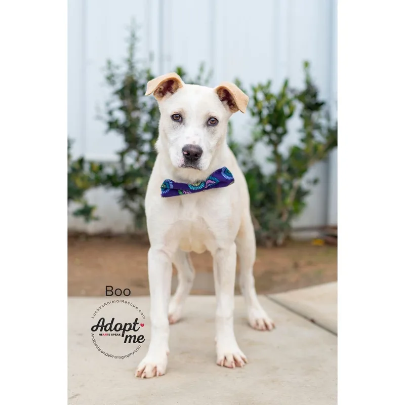 A young medium-sized male White / Cream Yellow Labrador Retriever dog named Boo for adoption in Bakersfield, CA